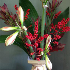 Deep Amaryllis