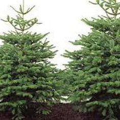 Nordman Fir Christmas Tree