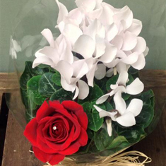 Cyclamen Seduction