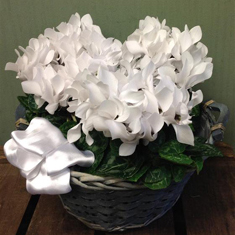 Cyclamen Trio