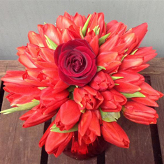 Tulip Kiss