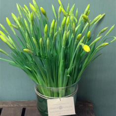 Daffodil Vase
