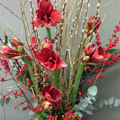 Stylish Amaryllis