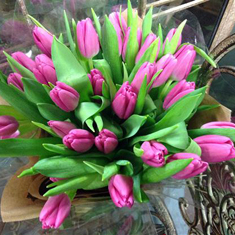 Glorious Tulips