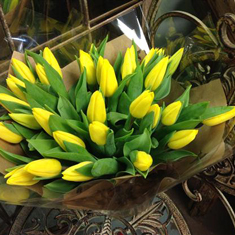 Tulip Sunshine